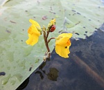 Записки астраханского натуралиста. Хищные растения Нижней Волги