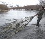  За сутки полицейские освободили астраханские водоёмы от 154 метров браконьерских сетей