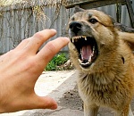 В центре Астрахани никак не справятся с бешенством животных