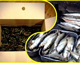 На астраханских дорогах полиция задержала две иномарки без документов на 200 кг раков и 150 кг рыбы