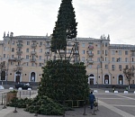 Астраханская елка вошла в ТОП-50 по высоте