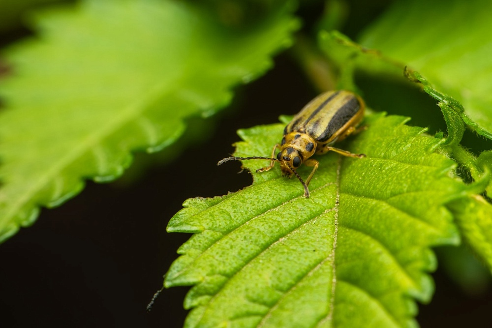 Записки астраханского натуралиста. Кошмар на улицах вязов – ильмовый листоед