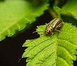 Записки астраханского натуралиста. Кошмар на улицах вязов – ильмовый листоед