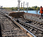Астраханские коровы угрожают жизни пассажиров поездов