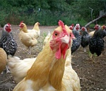 Астраханец пошел под суд за кражу 11 кур