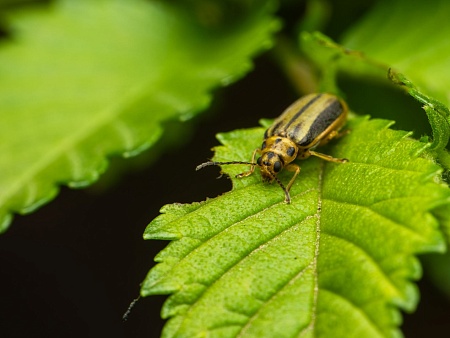 Записки астраханского натуралиста. Кошмар на улицах вязов – ильмовый листоед