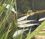 В Астрахани на р.Кутум плавает дохлая рыба. ВИДЕО без комментариев