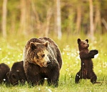 «Единая Россия» не нервничает перед выборами в Городскую думу Астрахани 