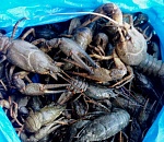 Астраханская полиция остановила «Ладу Приору» и «Газель», в которых везли раков без документов