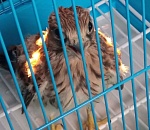 Не «спасайте» птенцов-слетков