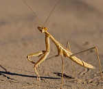 Записки астраханского натуралиста. Богомол, который не умеет летать