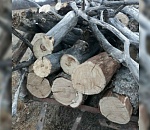 Астраханца, вырубавшего леса, поймали с поличным