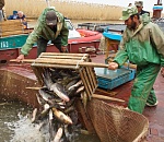 Астраханское правительство против расширения доступа предприятий к добыче водных биоресурсов