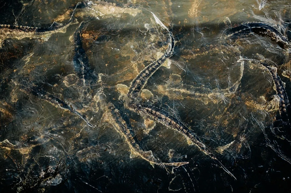 У ценных промысловых рыб в Астраханской области начался период дойки