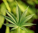 Астраханская прокуратура заставила администрацию скосить коноплю у школ и детсадов