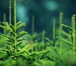 Астраханские полицейские изъяли 4,5 тысячи «незарегистрированных» елок 