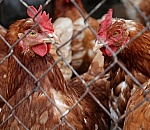 Птицефабрика "Харабалинская" возобновит работу в апреле