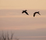 Записки астраханского натуралиста. Осенняя охота – утки, гуси, лебеди