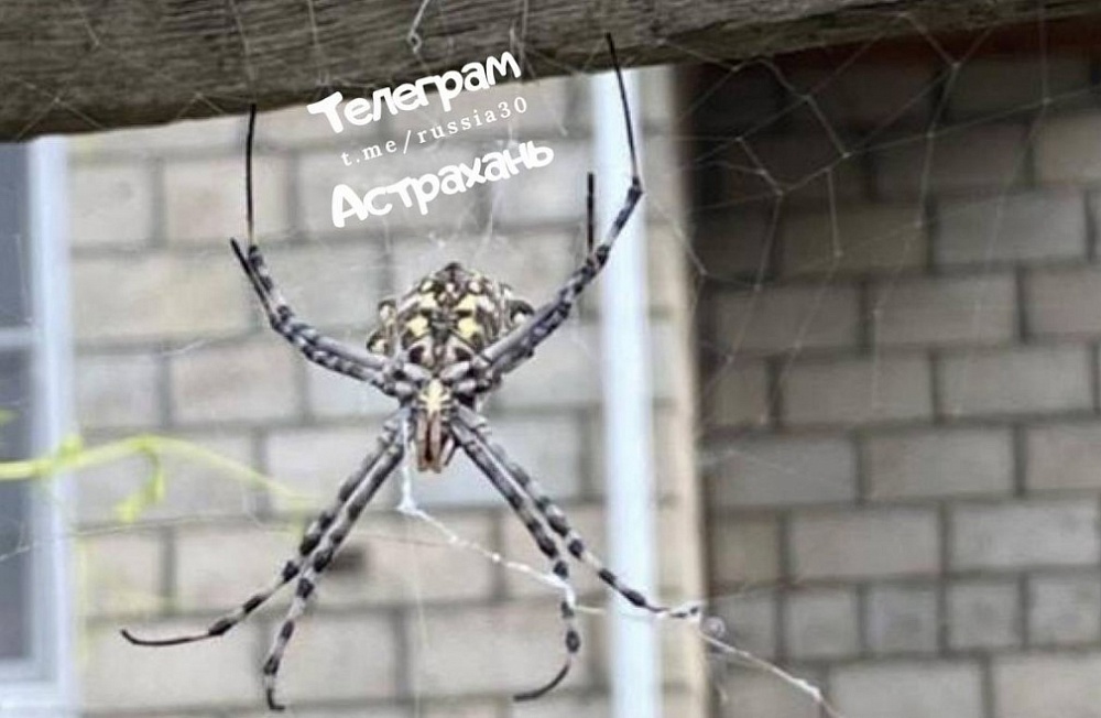 Астраханцы сообщают о нашествии жутких пауков