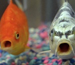 На астраханском предприятии обнаружили полтонны подозрительной рыбы