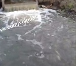 В Астраханской области засняли рыбную катастрофу