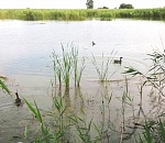 В Астраханской области выпустили в естественную среду обитания 400 уток-крякв