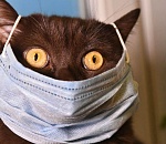 Не дельный обзор. Это вам не кот чихнул…