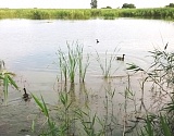 В Астраханской области выпустили в естественную среду обитания 400 уток-крякв