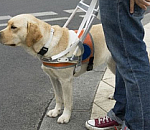 Россияне собрали в Интернете 147 тысяч подписей, чтобы защитить слепого астраханца