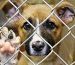 В Астрахани пройдет акция помощи приюту для бездомных животных