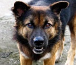 В Астрахани собака покусала 9-летнюю девочку