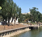 Тополя на Лебедином озере в Астрахани начали пилить