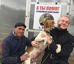 Депутат Госдумы Олег Шеин нашёл дом бездомной собаке