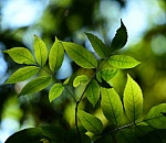 Астраханцам кажется, что в городе стало легче дышаться