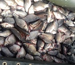 Шестеро астраханцев поймали очень много рыбы и за это будут наказаны