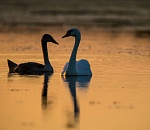 Записки астраханского натуралиста. Первое дыхание осени