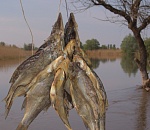 Астраханская вобла на грани вымирания из-за маловодья на Волге