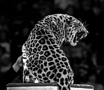 Вобла для медведя, массаж для леопарда, маникюр для слона и другие секреты московского цирка в Астрахани