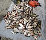 Астраханец наловил электроудочкой 50 килограммов рыбы