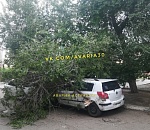 В Астрахани на автомобиль обрушилось дерево