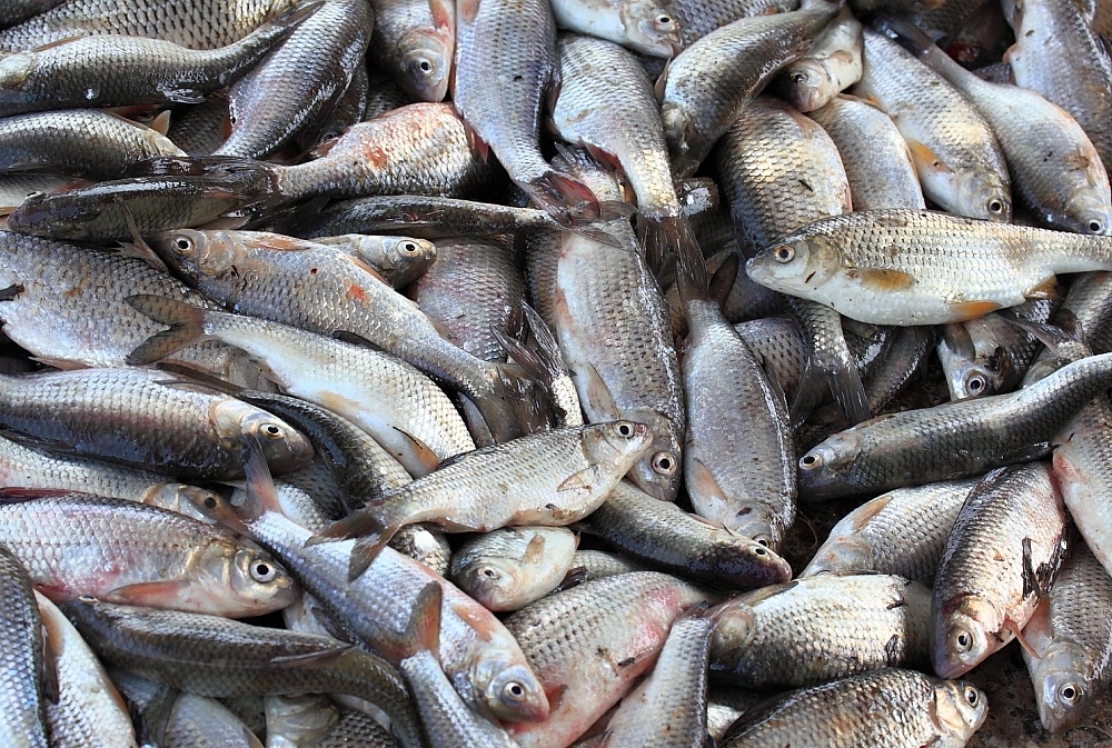 В Астраханской области нашли склад с 800 тоннами сомнительной рыбы