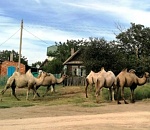 Верблюдов, которые держали в страхе астраханское село, продадут