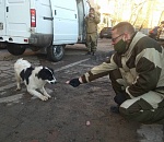 Волгоградский предприниматель вновь будет отлавливать астраханских собак