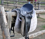 Астраханцам не разрешают вести лошадиный бизнес в центре города