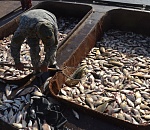 Вице-губернатор "о кнуте и прянике" для владельцев турбаз