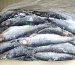 Россельхознадзор обнаружил в Астраханской области 49 тонн мороженой рыбы, ушедшие в торговлю без санитарной экспертизы