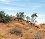 В Астрахани прошел круглый стол на тему опустынивания