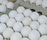 УДАР ПО ЯЙЦАМ. Рекорд астраханских птицеводов оказался дутым