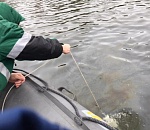 Росприроднадзор: астраханскую реку загрязнили нефтепродуктами на площади в шесть Лебединых озер