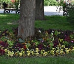 В Астрахани власти обещают поливать все, что посадили